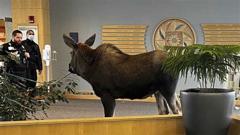 Moose on the loose feasts on lobby plants inside Alaska hospital